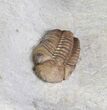 Kainops Trilobite With Huntonia Tail - Oklahoma #92754-2
